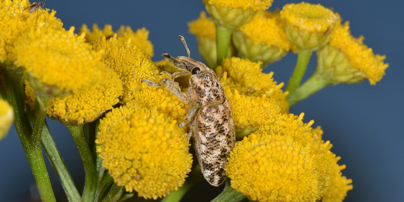 Curculionidae: Cyphocleonus sp?   S,  Cyphocleonus dealbatus